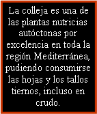 Cuadro de texto: La colleja es una de las plantas nutricias autóctonas por excelencia en toda la región Mediterránea, pudiendo consumirse las hojas y los tallos tiernos, incluso en crudo.